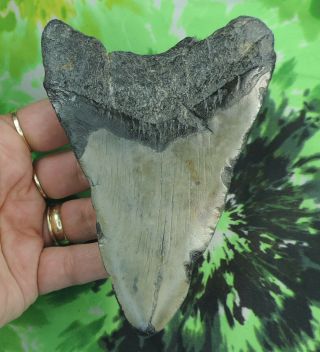 Megalodon Sharks Tooth 5 1/16  Inch No Restorations Fossil Sharks Teeth Tooth