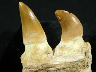 A Natural 100 Million YEAR Old Mosasaur JAW Fossil With TWO Teeth 65.  2gr 2