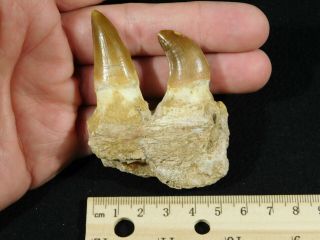 A Natural 100 Million YEAR Old Mosasaur JAW Fossil With TWO Teeth 65.  2gr 3