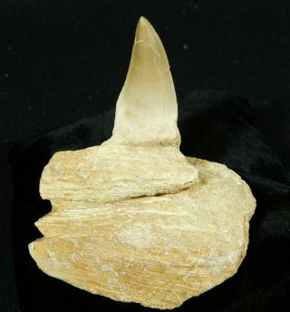 A Natural 100 Million Year Old Mosasaur Jaw Fossil With One Tooth 112gr
