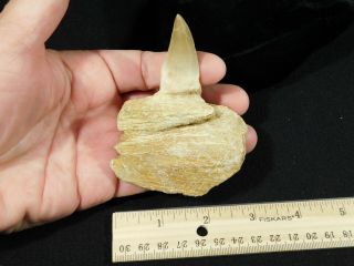 A Natural 100 Million YEAR Old Mosasaur JAW Fossil With ONE Tooth 112gr 2