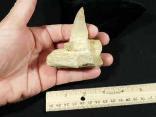 A Natural 100 Million YEAR Old Mosasaur JAW Fossil With ONE Tooth 112gr 3