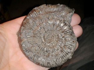 French Pyrite Ammonite - - Porpoceras Verticosum - - - Jurassic