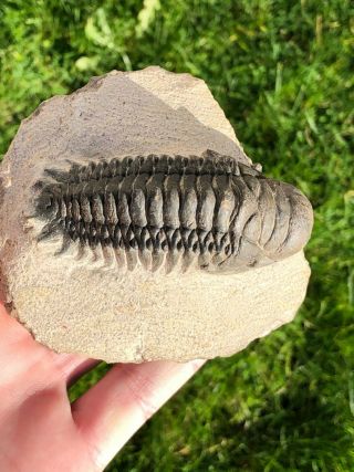 Museum Quality Trilobite From The South Of Morocco | Fossils