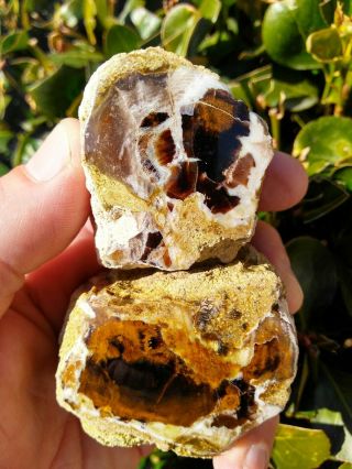 Two (2) Extremely Rare Polished Shadow Mountain Petrified Wood Agate Owyhee 11oz