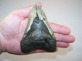 4.  94 " Megalodon Fossil Shark Tooth Teeth - 8.  5 Oz - No Restoration - Not Dinosaur