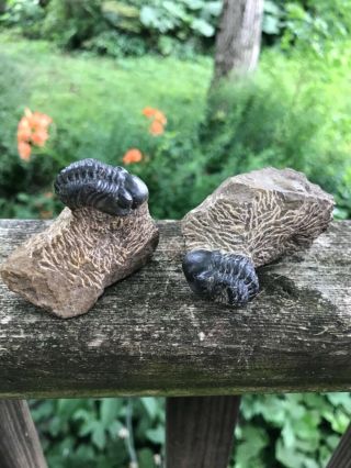 Cool 1/2 Inch Bug,  2 Partially Enrolled Phacops Trilobites Devonian Morocco