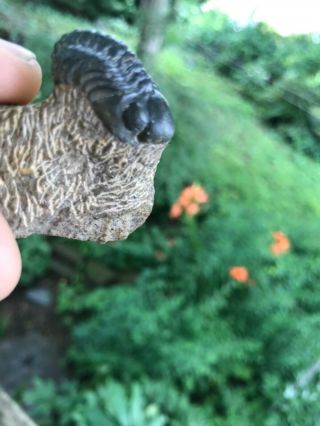 Cool 1/2 Inch Bug,  2 Partially Enrolled Phacops Trilobites Devonian Morocco 2