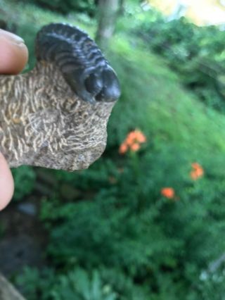Cool 1/2 Inch Bug,  2 Partially Enrolled Phacops Trilobites Devonian Morocco 3