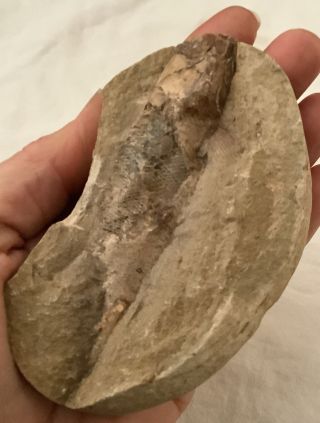Rhacolepis Fish Fossil Santana Fm Brazil Cretaceous Good Detail No Repair