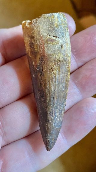 Spinosaurus 2 1/2 " Tooth Dinosaur Fossil Before T Rex Cretaceous S86