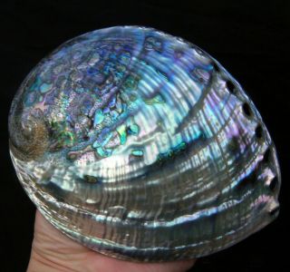 6.  75 " Large Gemmy Rainbow Polished Paua Abalone Shell Ab173