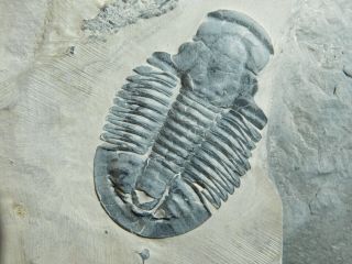 A Big And 100 Natural Asaphiscus Trilobite Fossil Cambrian Utah 472gr C
