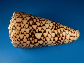Conus Marmoreus Bandanus,  Pattern,  Very Large,  119.  2mm,  Hawaii Shell