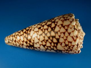 Conus marmoreus bandanus,  Pattern,  Very Large,  119.  2mm,  Hawaii Shell 2