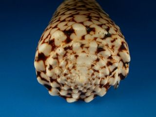 Conus marmoreus bandanus,  Pattern,  Very Large,  119.  2mm,  Hawaii Shell 3