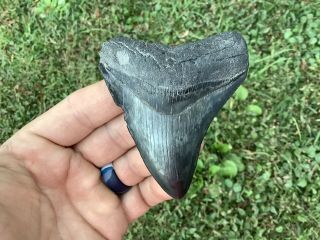 Serrated 3.  37 " Megalodon Tooth 100 Natural No Restoration