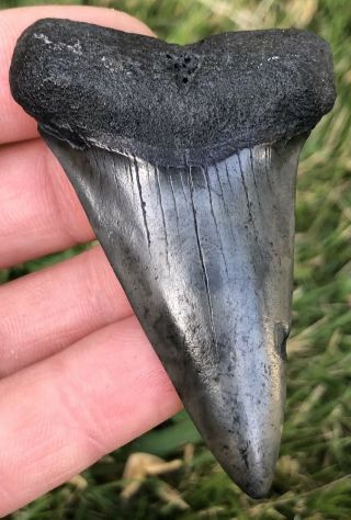 Large 2.  639 " Mako Shark Tooth Fossil