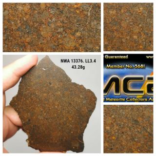 H1 - Rare Nwa 13376 Ll3.  4 Unequilibrated Chondrite Meteorite Slice 43.  28g