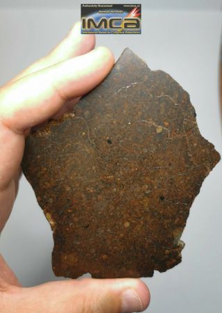 H1 - Rare NWA 13376 LL3.  4 Unequilibrated Chondrite Meteorite Slice 43.  28g 2