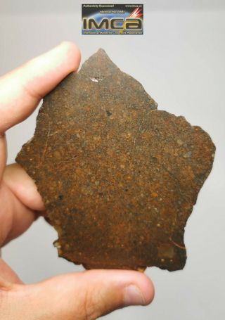 H1 - Rare NWA 13376 LL3.  4 Unequilibrated Chondrite Meteorite Slice 43.  28g 3