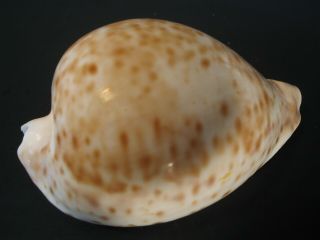 Collector Fave.  Cypraea Hesitata 89.  9mm Australia Seashell