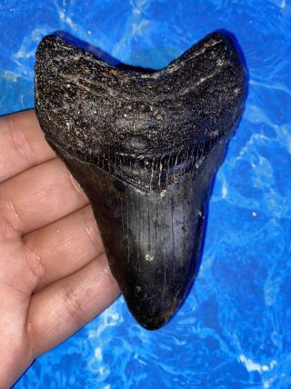 Megalodon Shark Tooth 4.  01” Huge Teeth Big Fossil Meg Scuba Diver Direct 1305