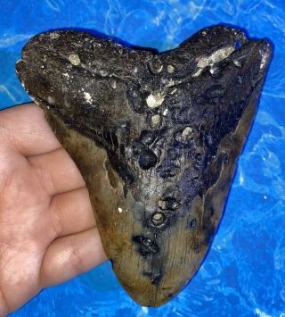 Megalodon Shark Tooth 4.  79” Huge Teeth Big Fossil Meg Scuba Diver Direct 1302