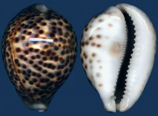 Shell Cypraea Tigris Schilderiana Seashell