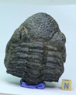 K1 - Rolled 3.  14 Inch Drotops armatus Middle Devonian Trilobite Great Prep 2