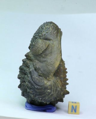 K1 - Rolled 3.  14 Inch Drotops armatus Middle Devonian Trilobite Great Prep 3