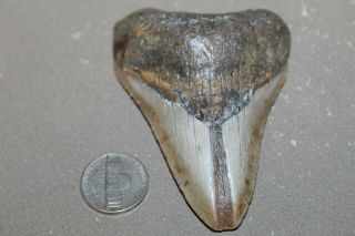 Megalodon Fossil Giant Shark Teeth All Natural Large 3.  43 " Tooth