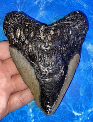 Megalodon Shark Tooth 4.  90” Huge Teeth Big Fossil Meg Scuba Diver Direct 1289