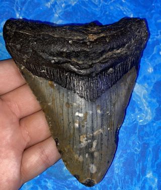 Megalodon Shark Tooth 4.  66” Huge Teeth Big Fossil Meg Scuba Diver Direct 1285