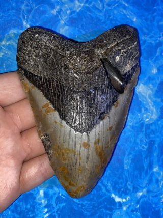 Megalodon Shark Tooth 4.  88” Huge Teeth Big Fossil Meg Scuba Diver Direct 1280