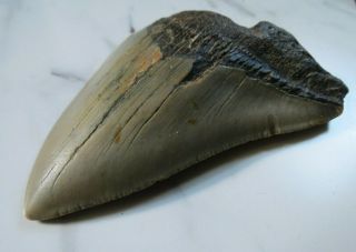 Large Fossil Megalodon Shark Tooth,  3 9/16 Inches No Restorations,  Root Damage