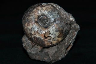 Ammonite Craspedites Fossil Russia