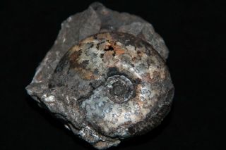 Ammonite Craspedites Fossil Russia 2