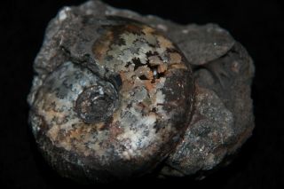 Ammonite Craspedites Fossil Russia 3
