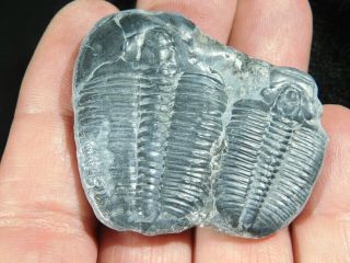 Two Entwined 500 Million Year Old Elrathia Trilobite Fossils Utah 4.  74