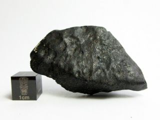 Nwa X Meteorite 31.  13g Fabulous Oriented Half Shield