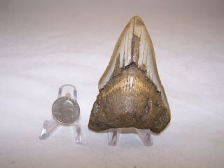 4.  08 Inch / 5.  5 Oz / Megalodon Fossil Shark Tooth Teeth / No Restoration / A3