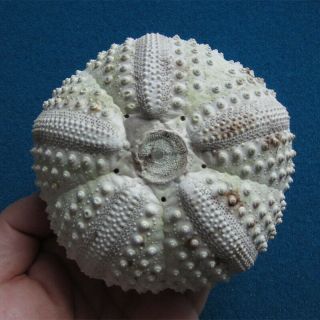 Echinothrix Calamaris 100.  2mm Big Sea Urchin