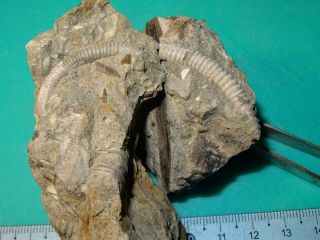 Ammonite Caucasus Heteromorph Leptoceras Aptian Stage