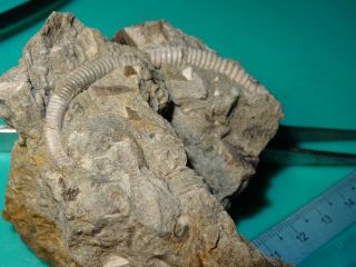 Ammonite Caucasus heteromorph Leptoceras Aptian stage 2
