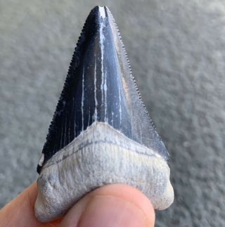 2.  15” Blue Bone Valley Megalodon Shark Tooth - Sharp Serrations