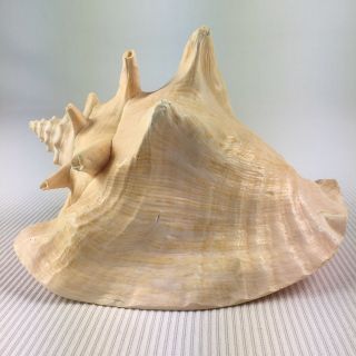 Large Pink Conch Shell 8 "
