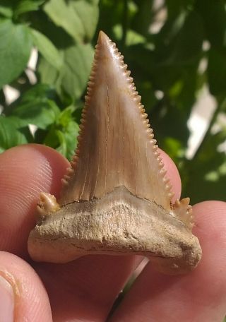 Palaeocarcharodon Pygmy White Shark Tooth Fossil From Morocco