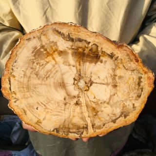 Fossil Petrified Wood Log Cross Section Polished Full Round Arizona Slab 1160g