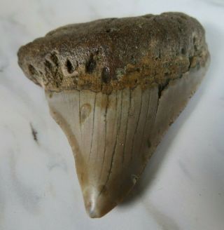 Fossil Megalodon Shark Tooth,  2 1/2 Inches